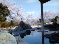 春に露天風呂から見る桜が美しい