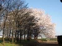敷地隣の茶畑脇に見事な桜の木が